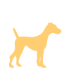 câine de talie medie
