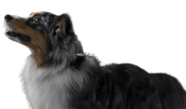 Australian Shepherd câine cu Scara de Evaluare a Cogniției Canine.