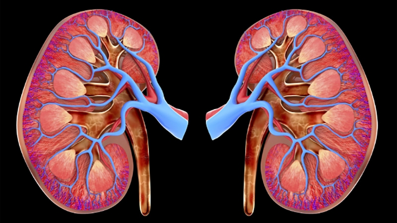 Novas ferramentas na Doença Renal Crónica
