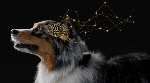Scala de Evaluare Cognitivă Canină